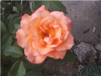 b83eedbe-Picture 009.jpg